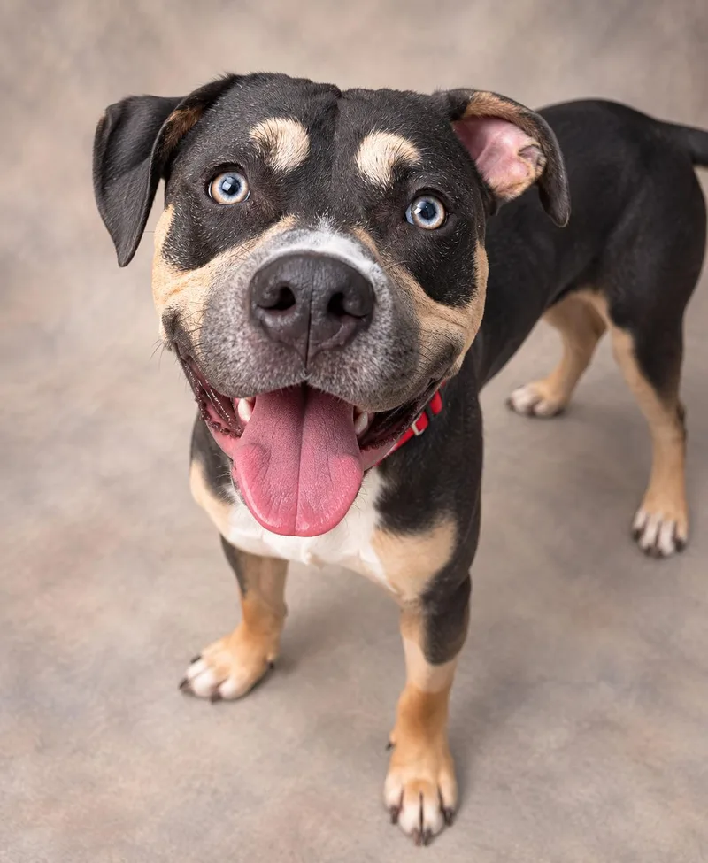 A young medium-sized male American Staffordshire Terrier dog named Tobias for adoption in Navarre, FL