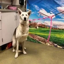 A young large-sized female White German Shepherd dog named Save Me Please Lady for adoption in San Marcos, CA