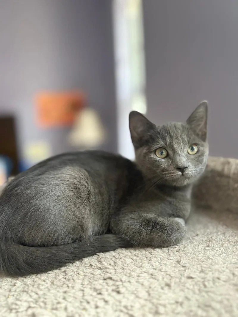 Lady Luna thumbnail 2