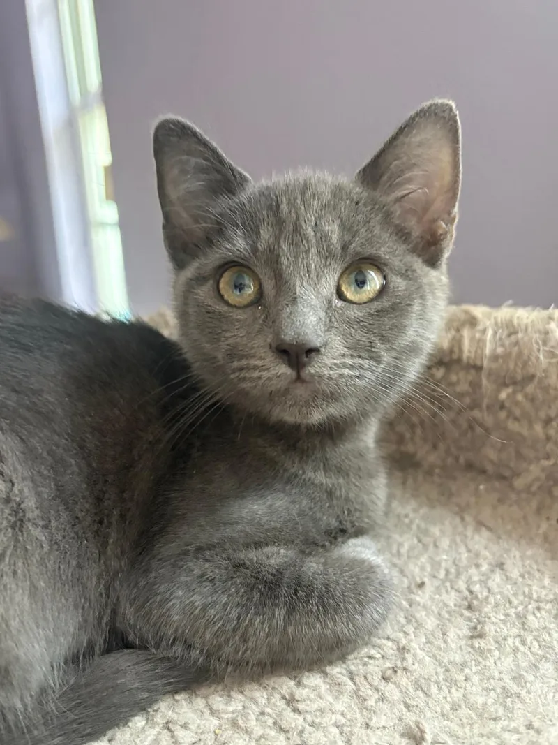 Lady Luna thumbnail 4