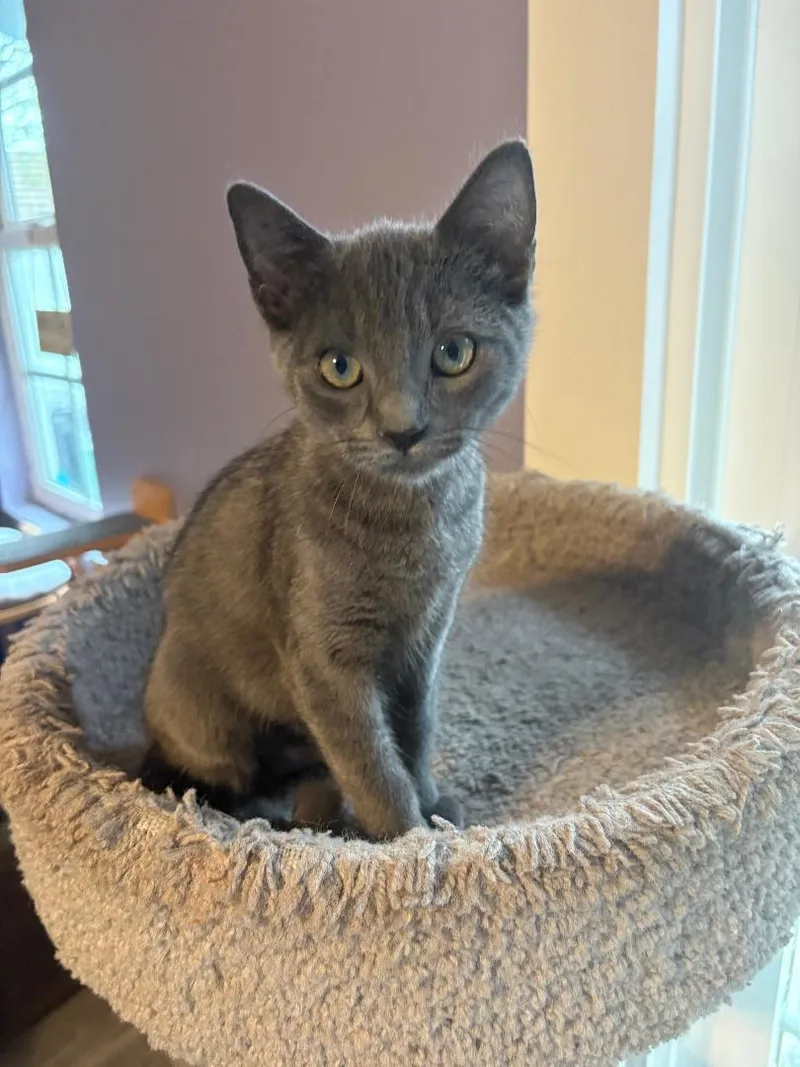 Lady Luna thumbnail 5