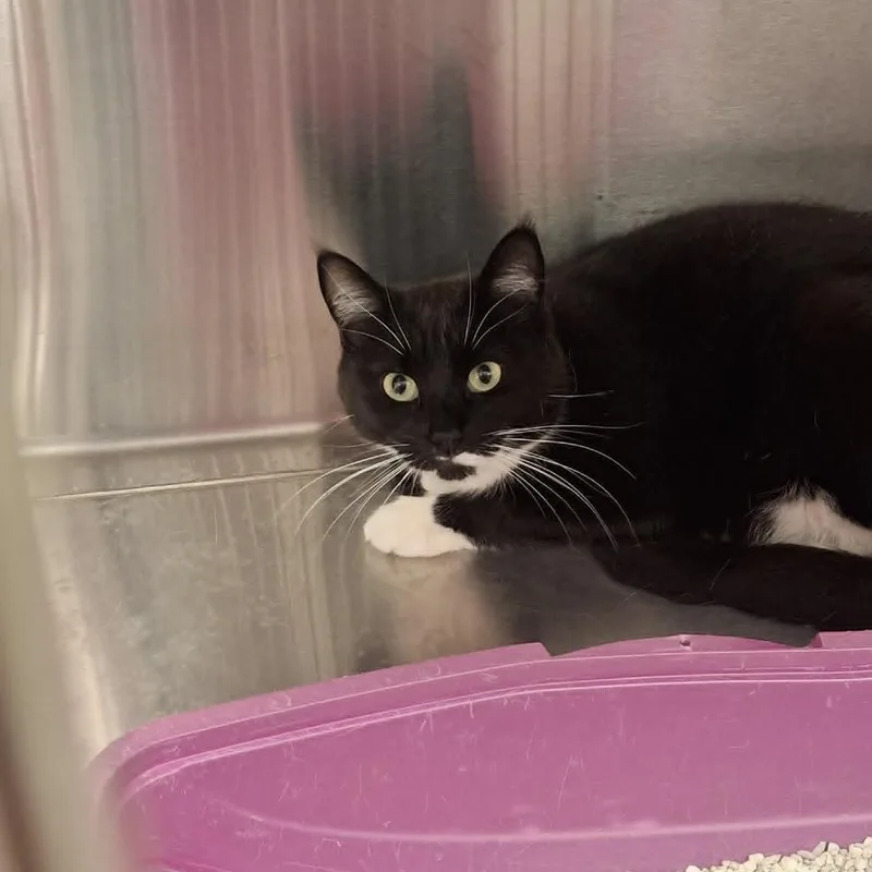 An adult medium-sized female Black Domestic Short Hair cat named Nylah for adoption in Conway, NH