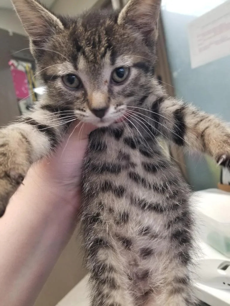 A baby small-sized male Domestic Short Hair cat named Gabe for adoption in New Manchester, WV