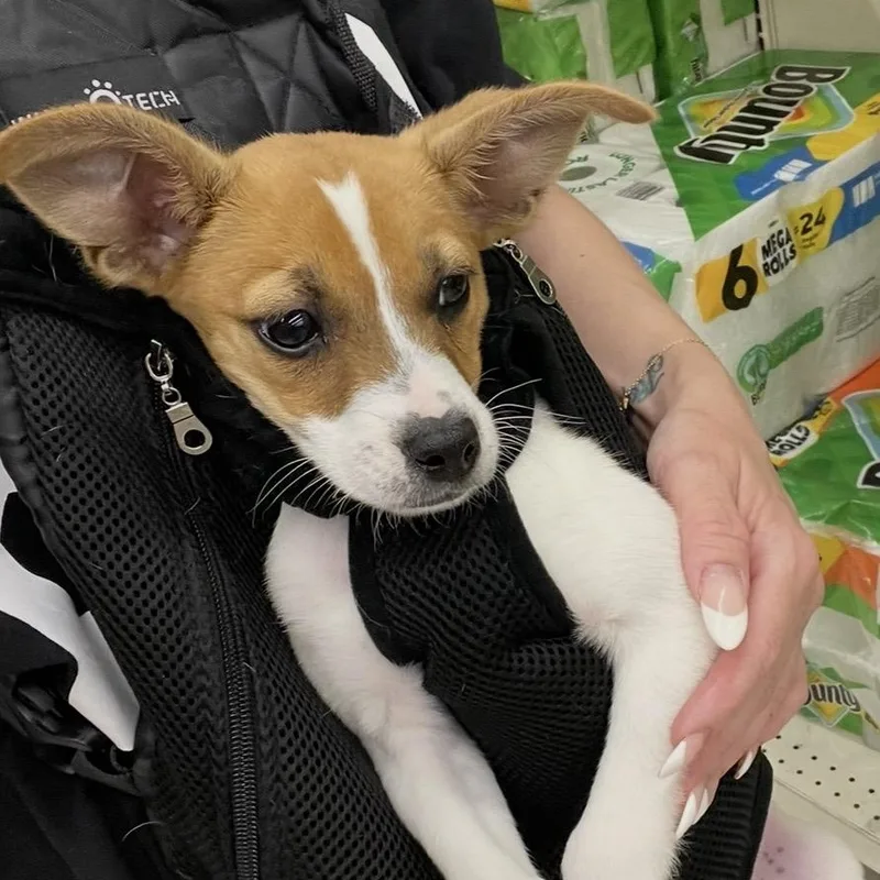 Danny Dog