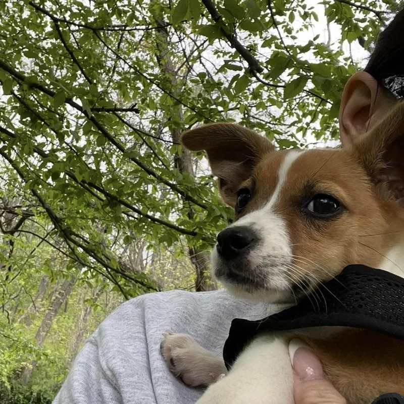 Danny Dog thumbnail 2