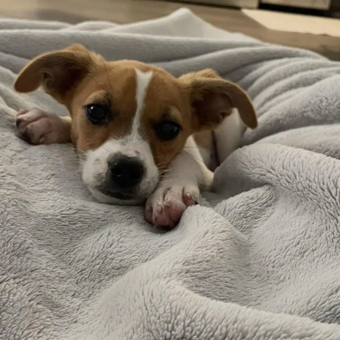Danny Dog thumbnail 3