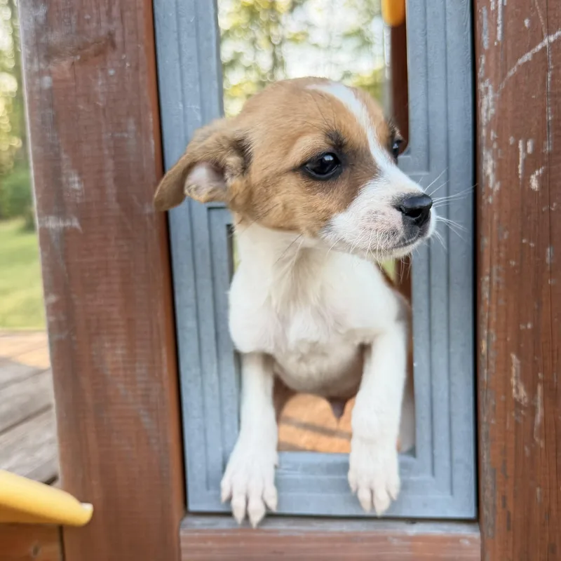 Danny Dog thumbnail 5
