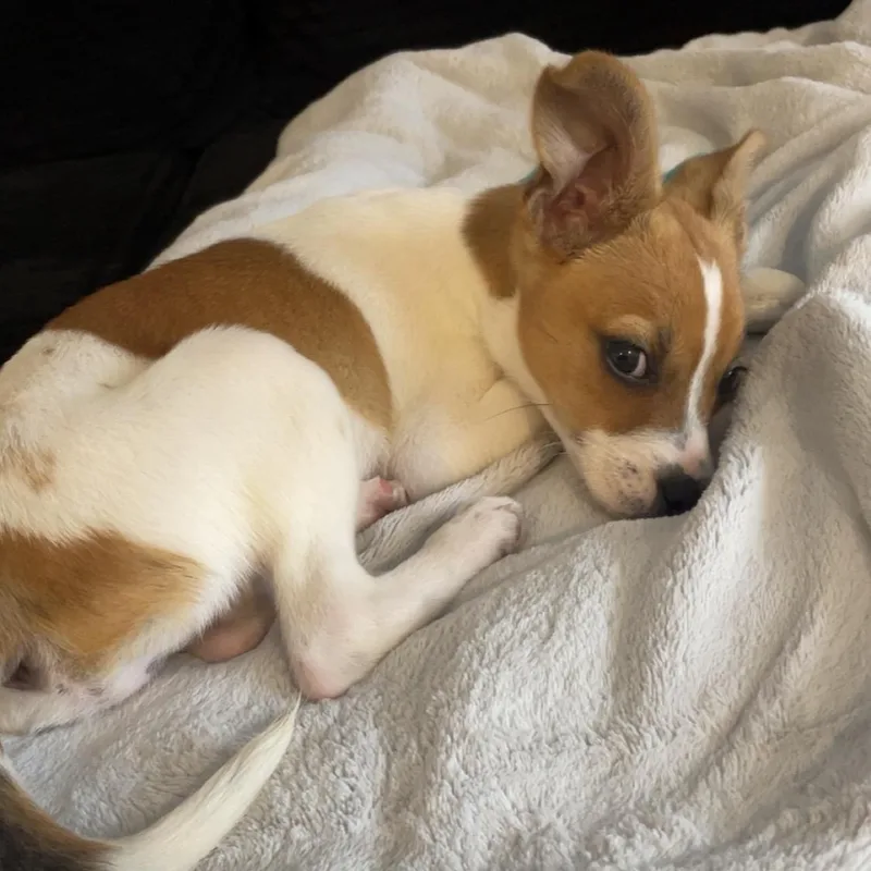 Danny Dog thumbnail 6