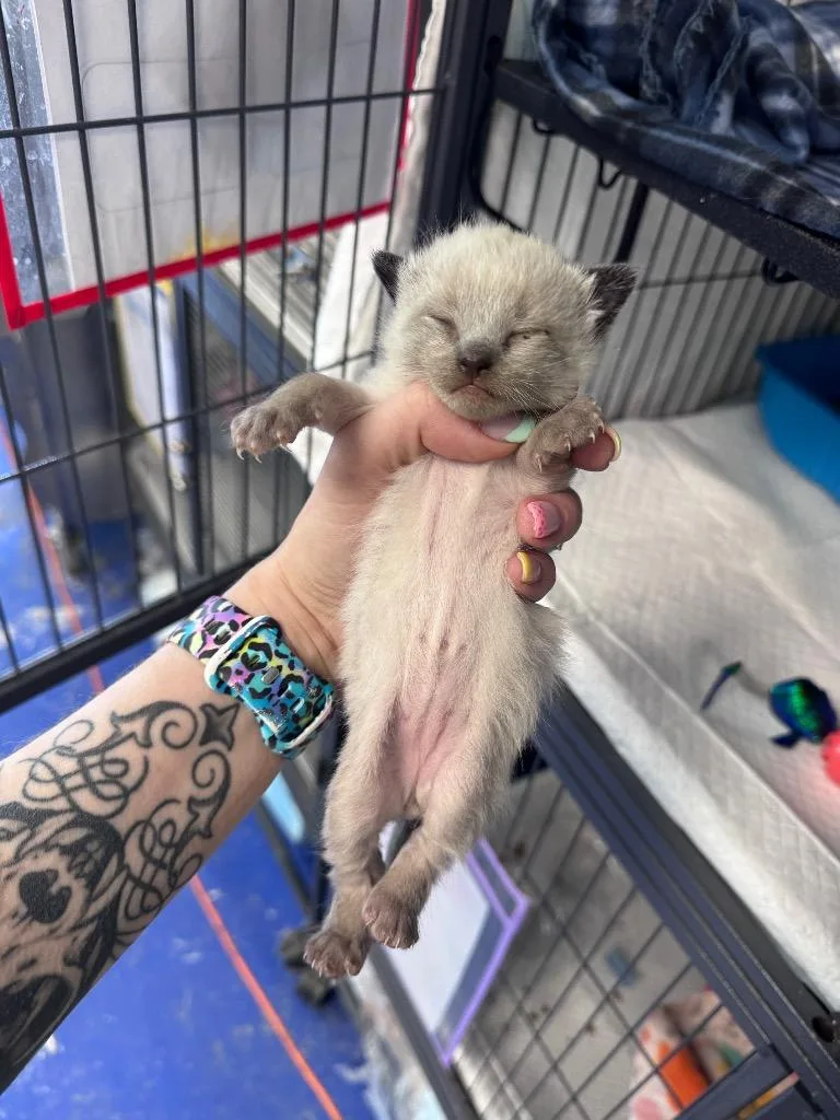 A baby medium-sized male Siamese cat named Squid for adoption in Johnson City, TN