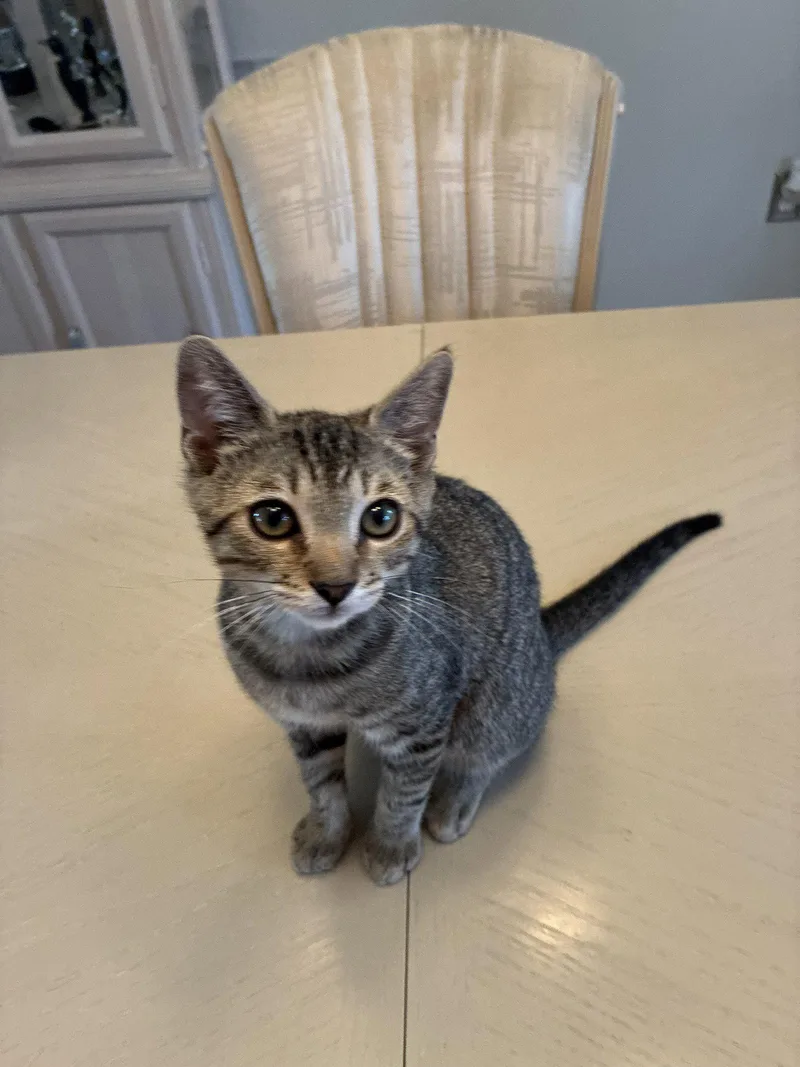 A young medium-sized male Tabby cat named Pejo for adoption in Ocala, FL