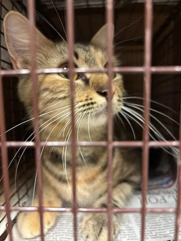 A young small-sized female Domestic Short Hair cat named Ivy for adoption in Austin, TX