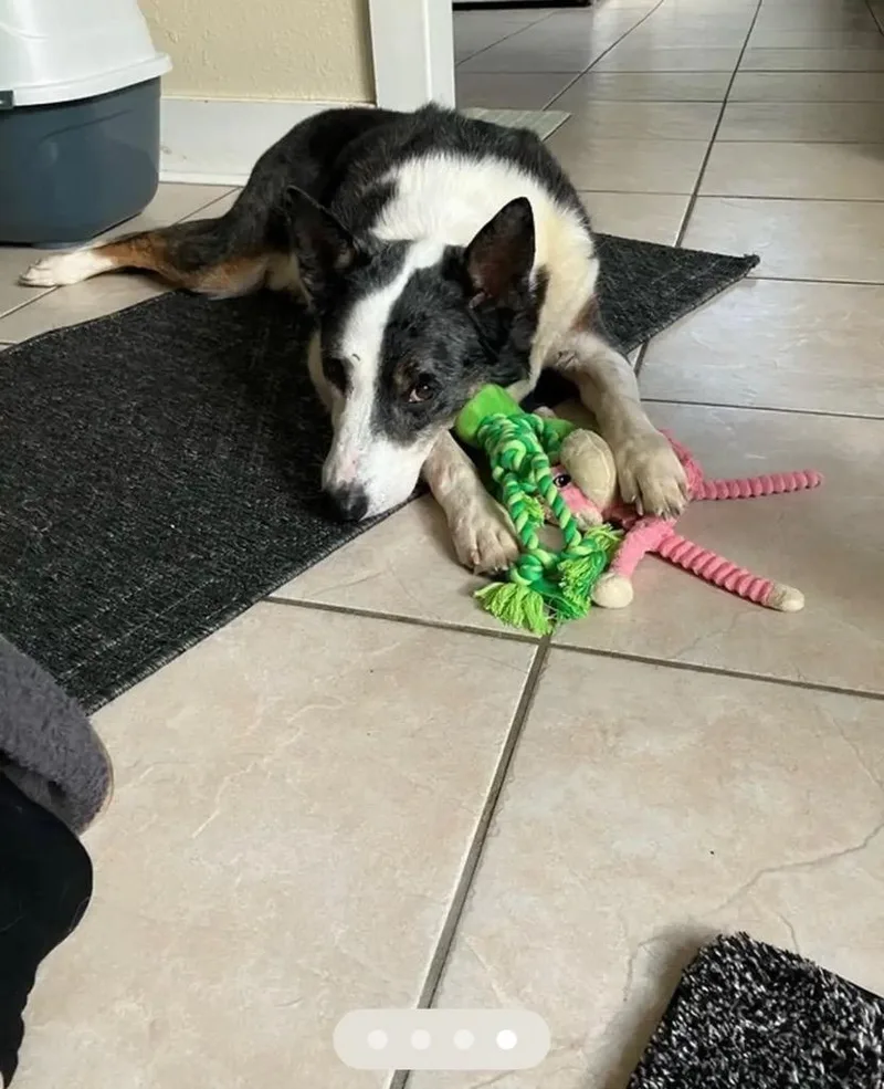 A senior medium-sized male Australian Shepherd dog named Jake for adoption in New Orleans, LA