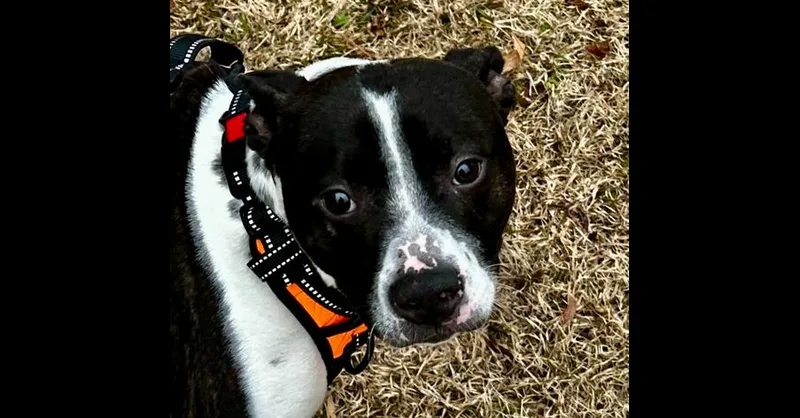 Milo Lancastercochran  Ga