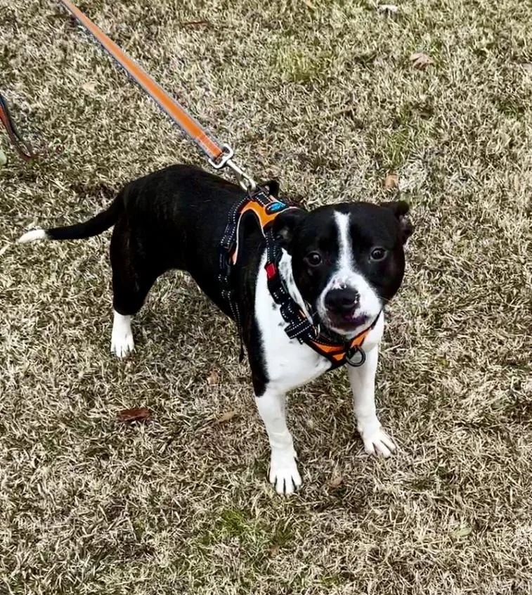 Milo Lancastercochran  Ga thumbnail 2