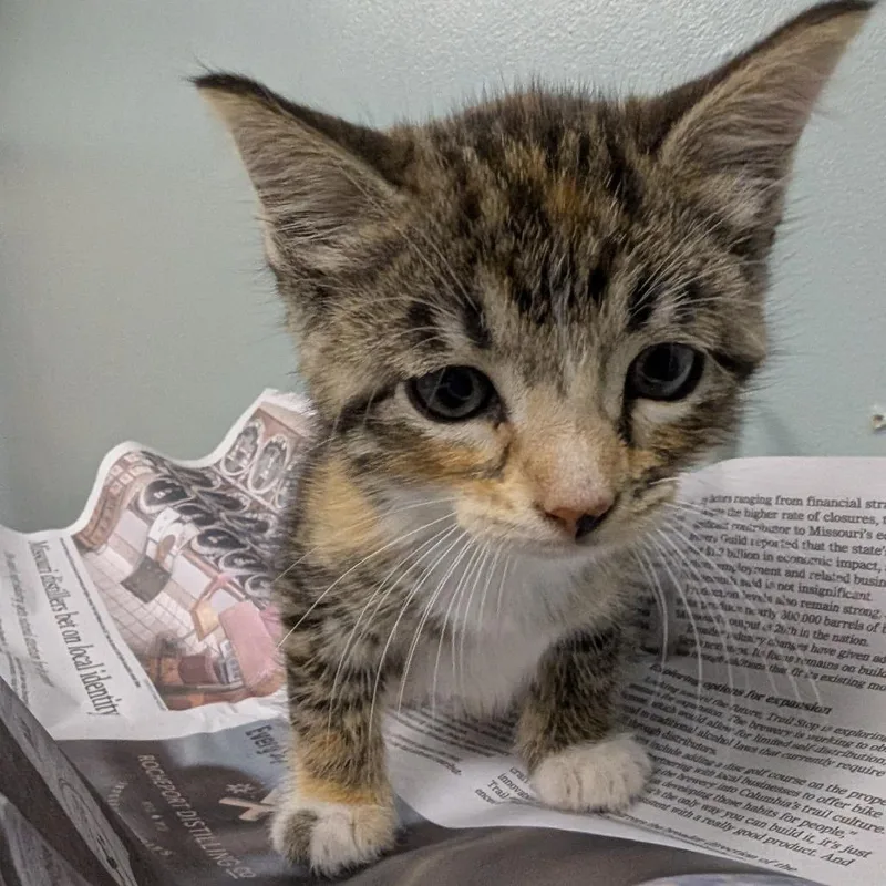 A baby small-sized female Torbie Domestic Short Hair cat named Cinnamon for adoption in Columbia, MO