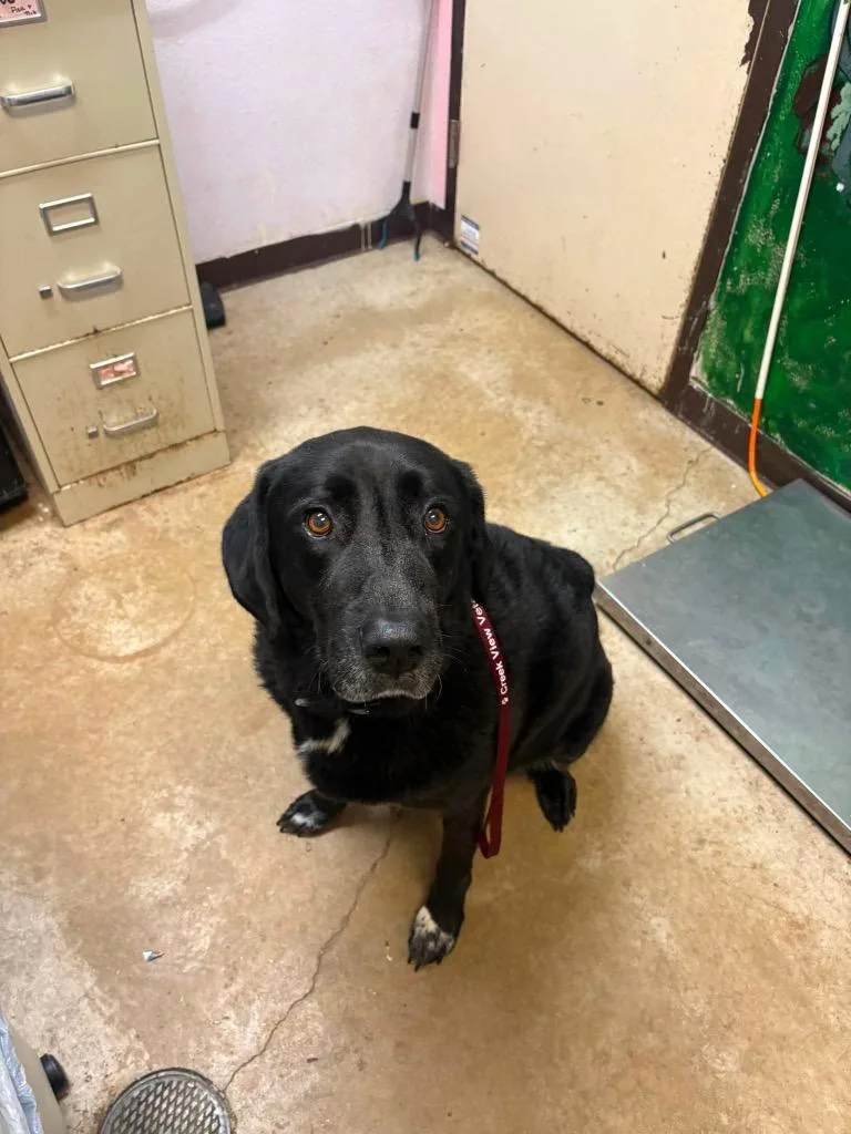 An adult medium-sized female Labrador Retriever dog named Roxy for adoption in New Braunfels, TX