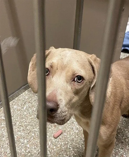 A young large-sized female Labrador Retriever dog named Selena for adoption in Clyde, NC