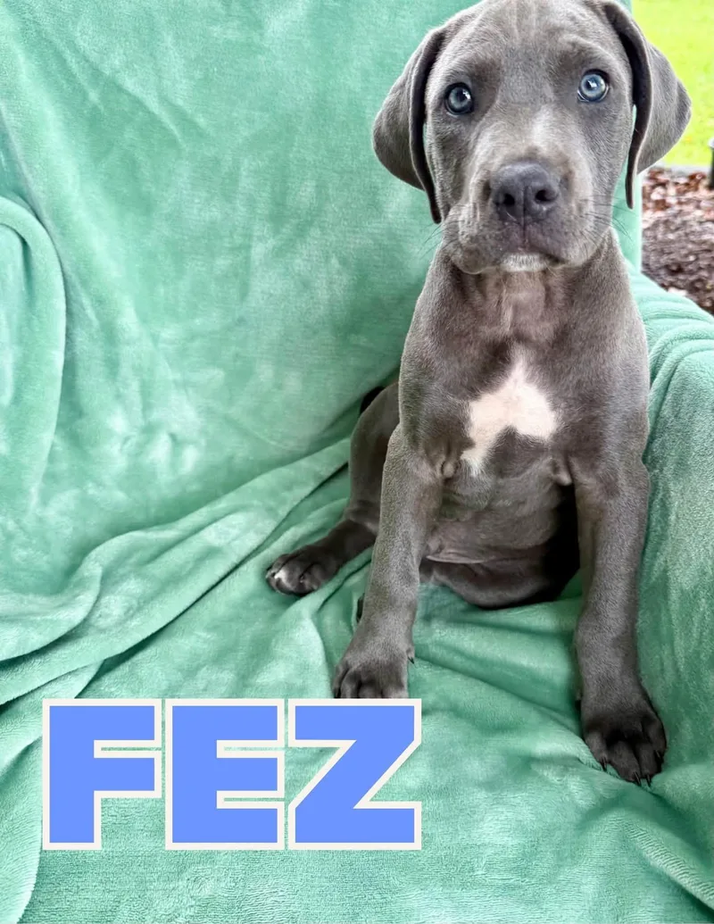 A baby large-sized male Pit Bull Terrier dog named Fez for adoption in Shalimar, FL