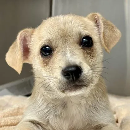 A baby small-sized male Chihuahua dog named Oatmeal Raisin for adoption in Sacramento, CA