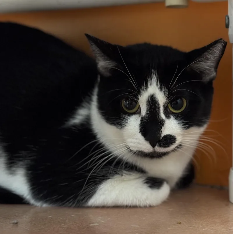An adult large-sized female Domestic Short Hair cat named Juanita for adoption in North Miami Beach, FL