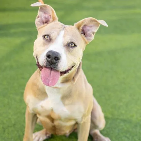 An adult large-sized female Pit Bull Terrier dog named Princess for adoption in Camarillo, CA