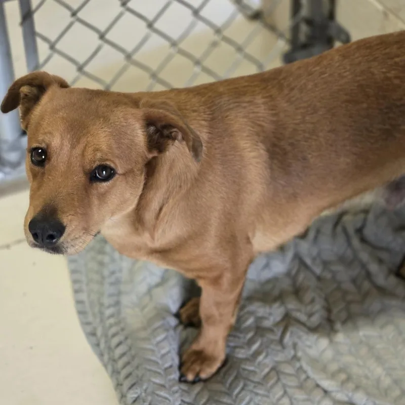 An adult medium-sized female Red / Chestnut / Orange Mixed Breed dog named Rayon for adoption in Wickenburg, AZ