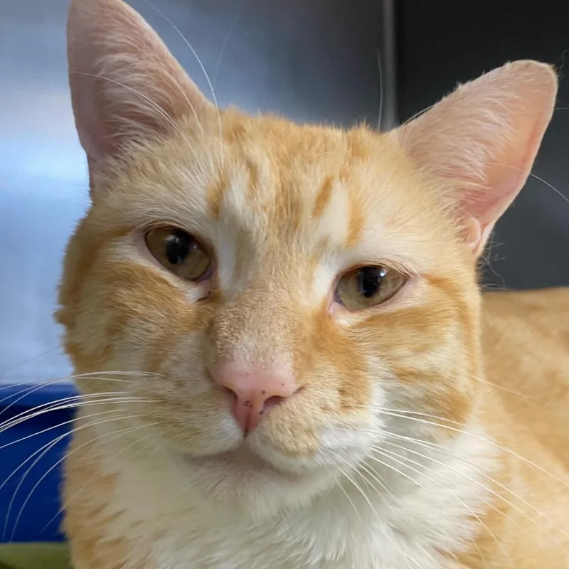 Garfield Aka Bengo