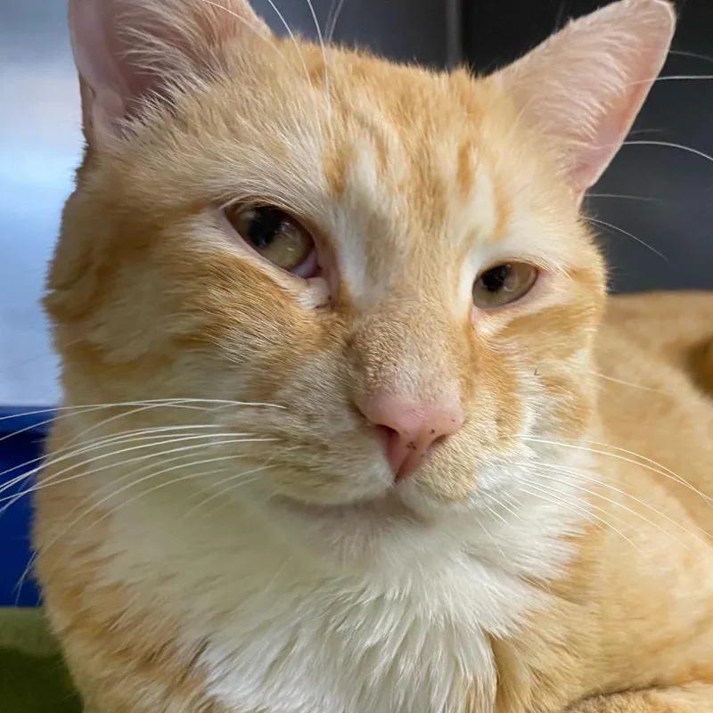 Garfield Aka Bengo thumbnail 2