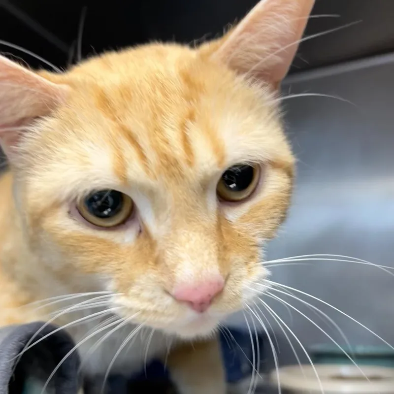 Garfield Aka Bengo thumbnail 3
