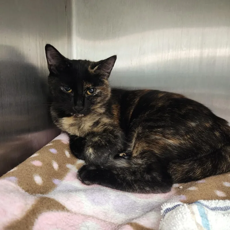 A young medium-sized female Black Domestic Short Hair cat named Mavis for adoption in Fort Wayne, IN
