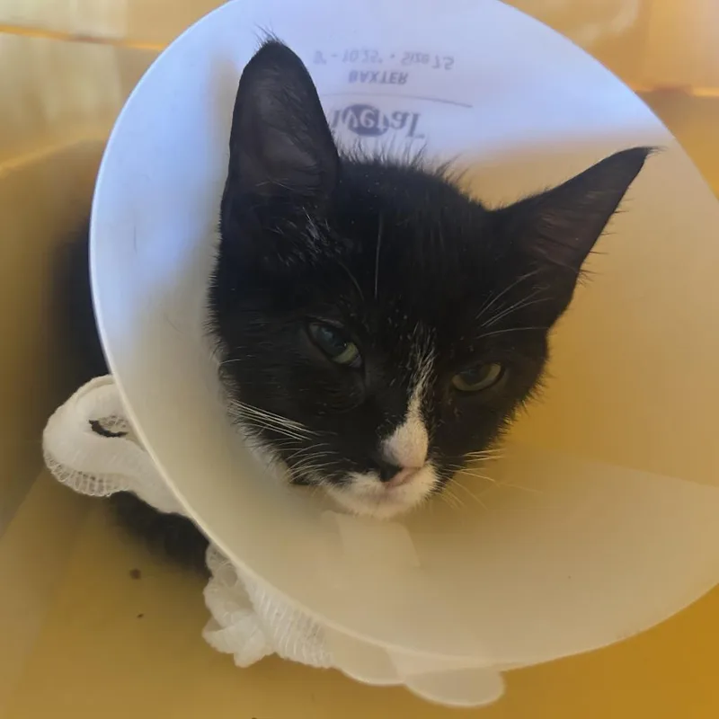 A baby small-sized female Black Domestic Short Hair cat named Cherrio for adoption in Leander, TX