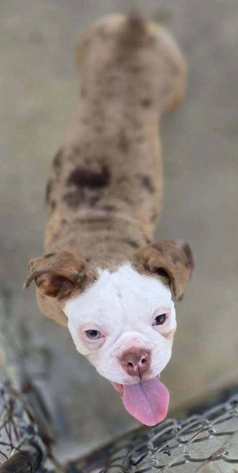 Mocha
