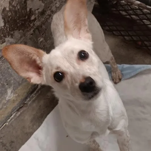 An adult small-sized female Chihuahua dog named Blossom for adoption in Seymour, IN