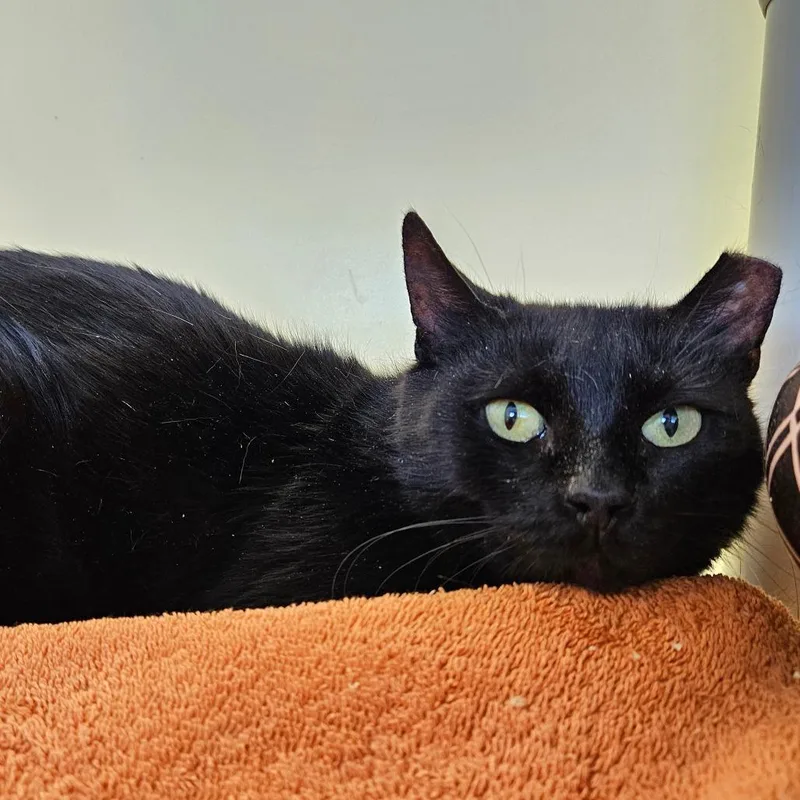 A young medium-sized female Black Domestic Short Hair cat named June for adoption in Harrisonburg, VA
