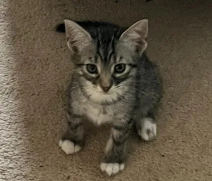 A baby small-sized female Domestic Short Hair cat named Lucy for adoption in Claremore, OK