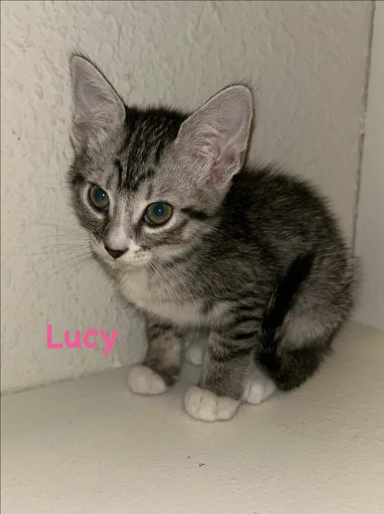 Lucy thumbnail 2