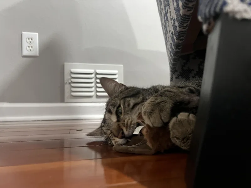 Meatloaf thumbnail 2