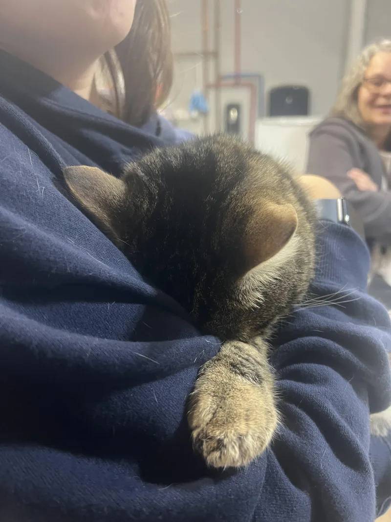 Meatloaf thumbnail 4