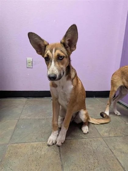 A baby large-sized female Mixed Breed dog named 61722020 for adoption in El Paso, TX