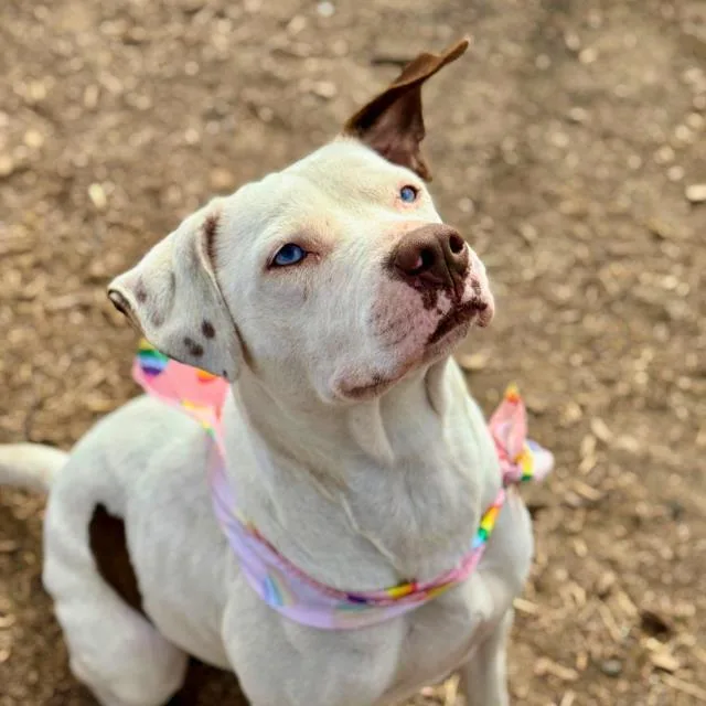 A young medium-sized female American Staffordshire Terrier dog named Ava for adoption in San Antonio, TX