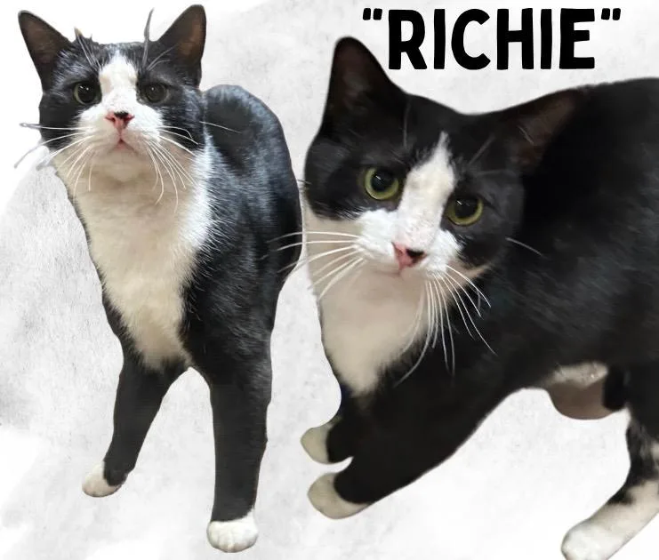 An adult medium-sized male Black & White / Tuxedo Domestic Short Hair cat named Richie for adoption in Scranton, PA