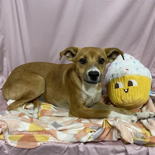A young medium-sized female Rat Terrier dog named Sue for adoption in Modesto, CA