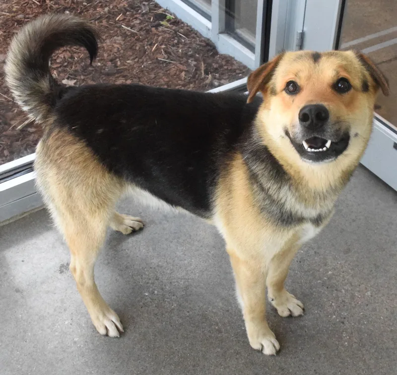 An adult medium-sized male Black German Shepherd Dog dog named #22122 for adoption in Broken Arrow, OK