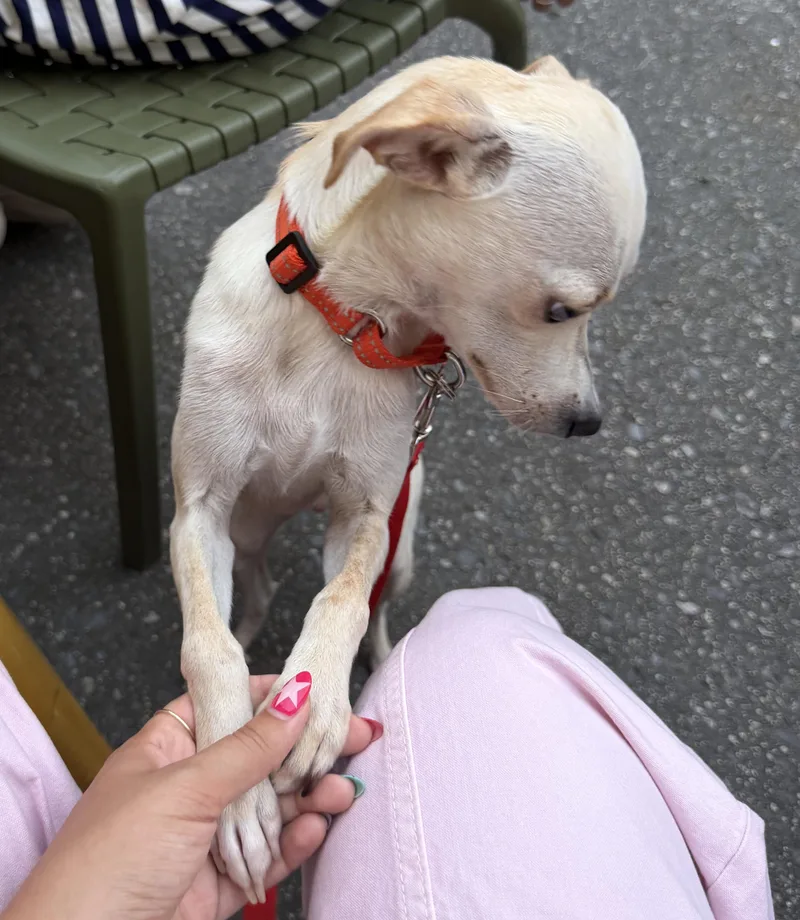 A young small-sized female Apricot / Beige Chiweenie dog named Devoe for adoption in Brooklyn, NY