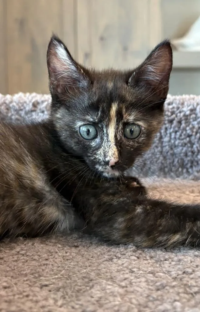 A baby small-sized female Domestic Short Hair cat named Marmalade for adoption in Sebastian, FL