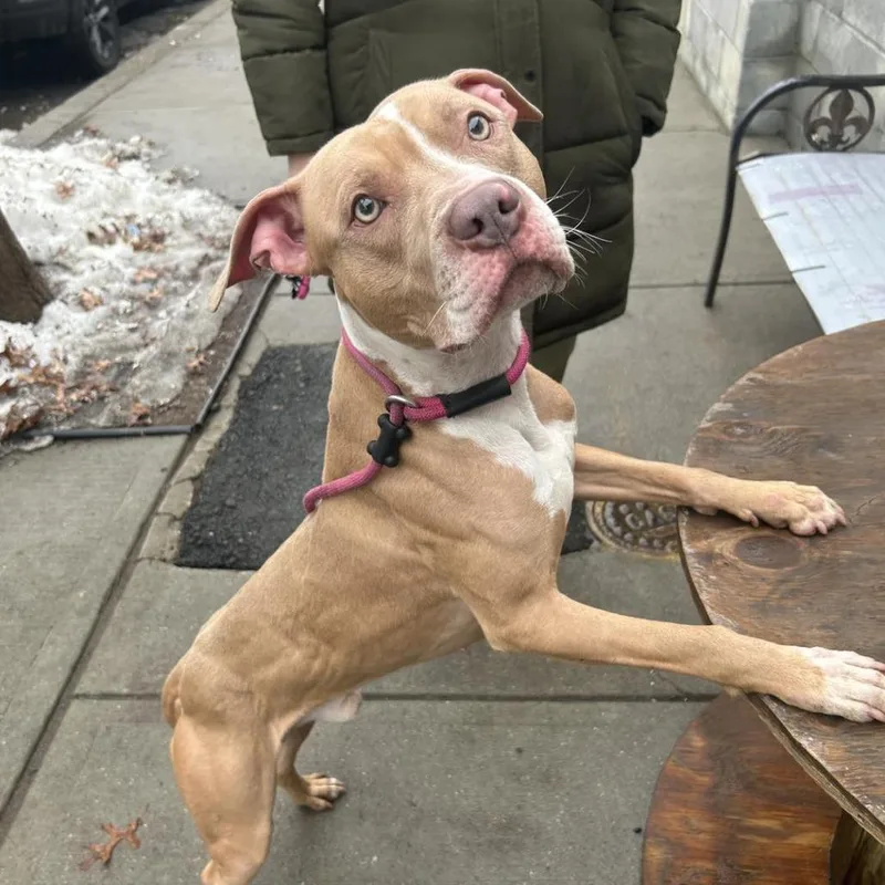 A young medium-sized male Yellow / Tan / Blond / Fawn Pit Bull Terrier dog named Tyson for adoption in Weimar, CA