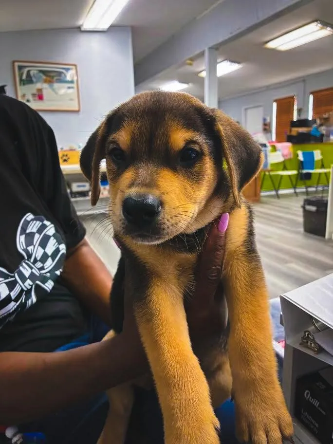A baby medium-sized male Brown / Chocolate German Shepherd Dog dog named Bear for adoption in Southampton, PA