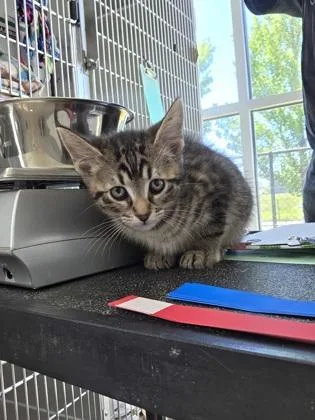 A baby small-sized male Domestic Short Hair cat named Uno Reverse for adoption in Westland, MI