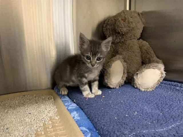A baby small-sized male Domestic Short Hair cat named Benny for adoption in Grand Prairie, TX