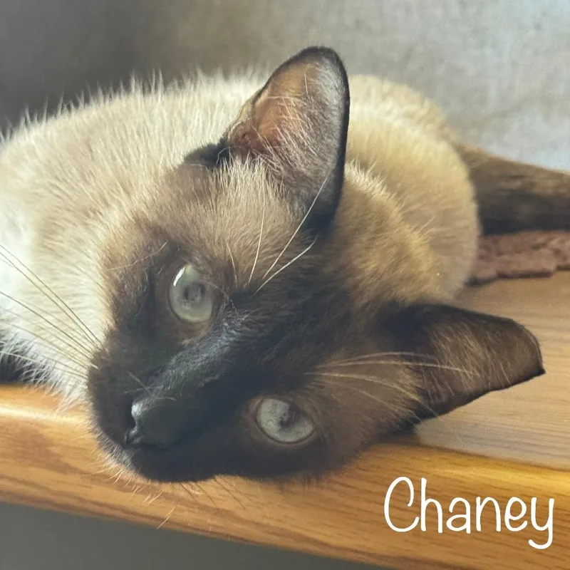 An adult small-sized male Siamese cat named Chaney for adoption in TITUSVILLE, FL